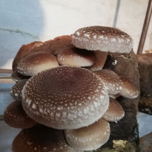 Gljive Shiitake sušene čitave 50g