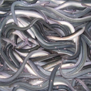 Europska jegulja